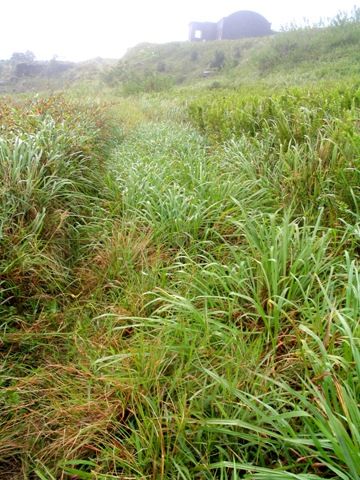 Cambodia, bokor-wind-mist